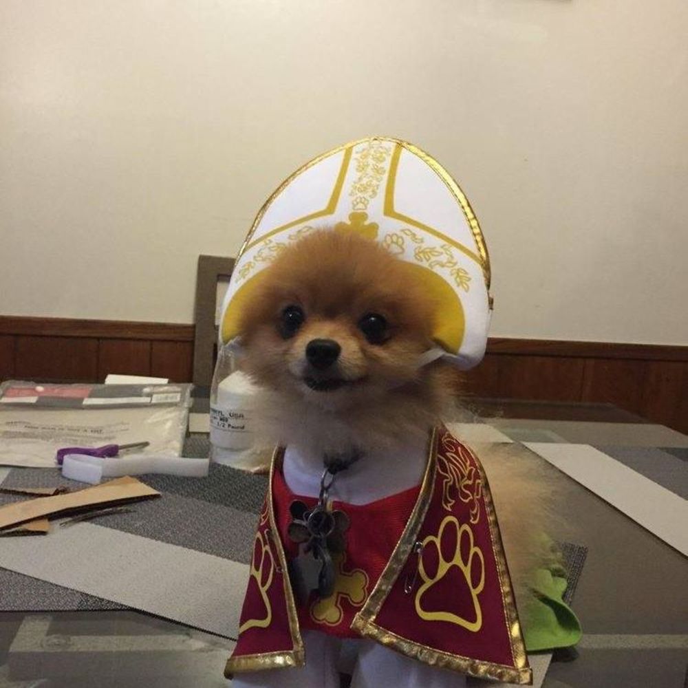 Meet your Posher, Dayanna